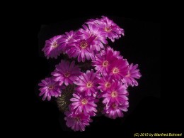 Sulcorebutia mentosa v. mentosa 1115 